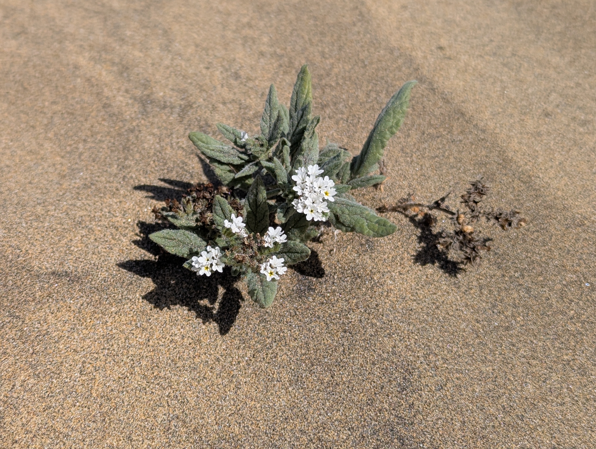 Heliotropium ramosissimum