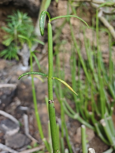 Ceropegia dichotoma