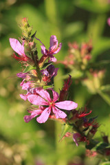 Lythrum salicaria