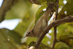 Phylloscopus fuscatus