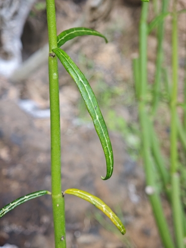 Ceropegia dichotoma