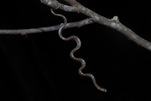 Pigmy Snail Sucker, Geophis sanniolus