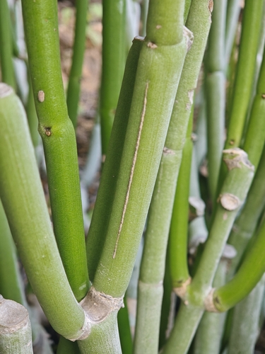 Ceropegia dichotoma