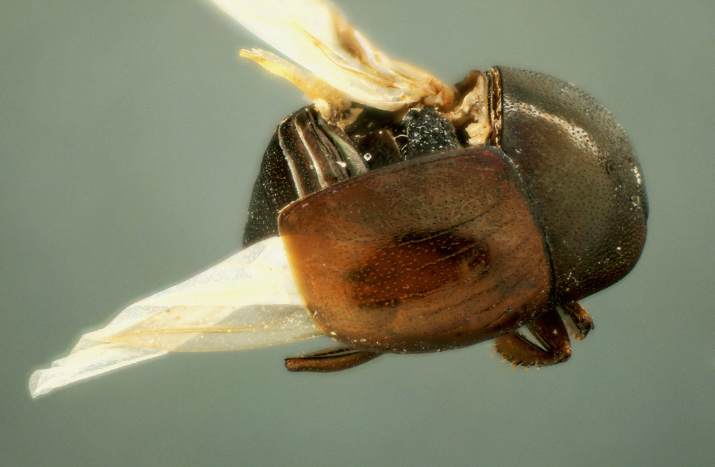 Microsaprinus gomyi