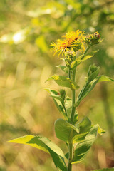 Inula helenium