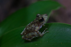 Craugastor yucatanensis