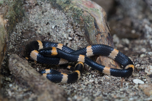 Photo of a Snail-eating Thirst Snake (Dipsas brevifacies)