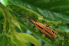 Sphenocorynes kosempoensis