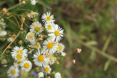 Erigeron annuus