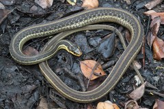 Thamnophis proximus rutiloris