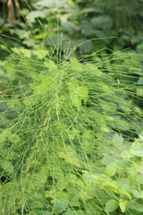 Equisetum telmateia
