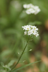 Berteroa incana