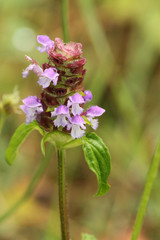 Prunella vulgaris