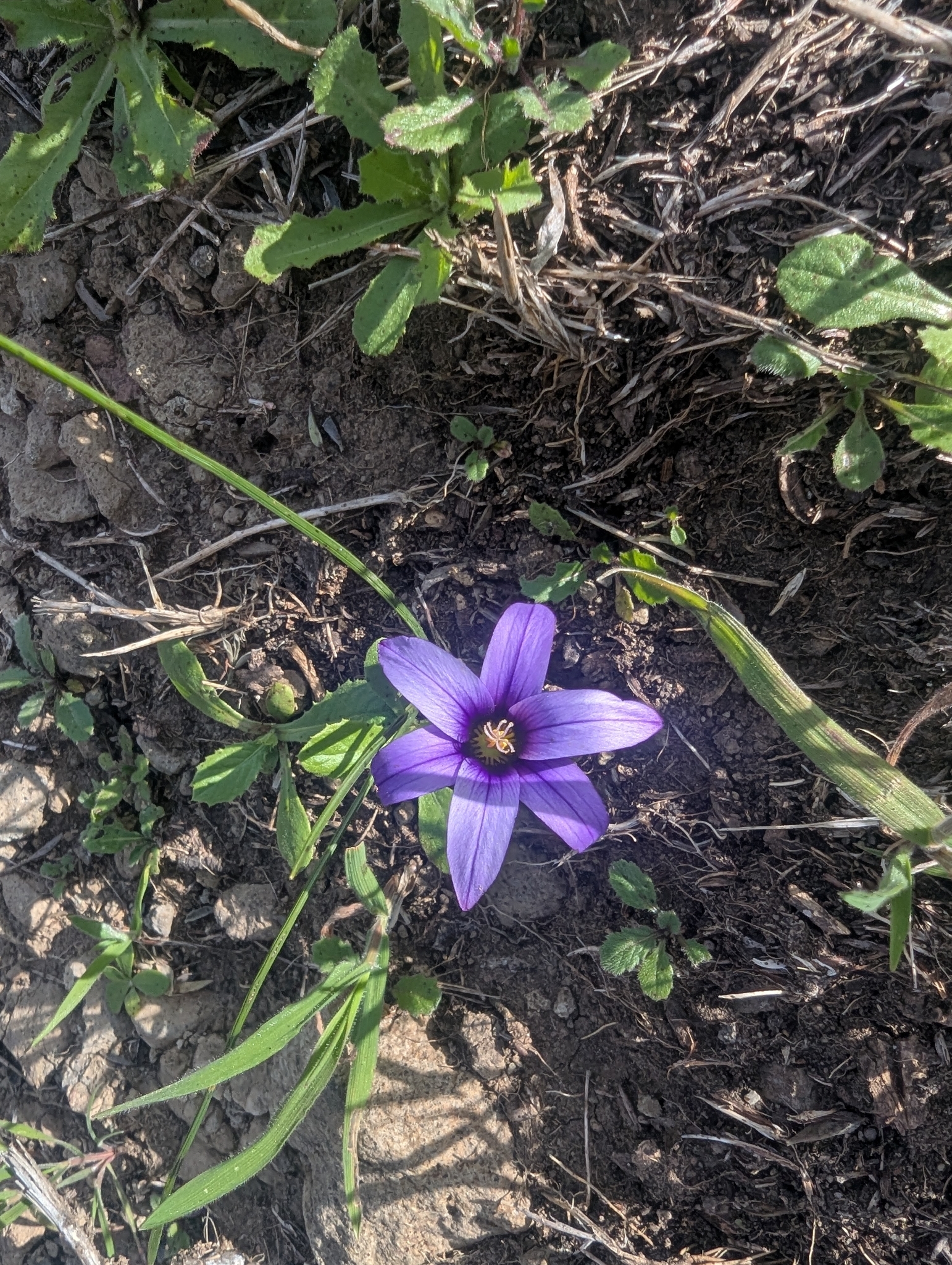 Romulea columnae