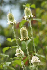 Dipsacus laciniatus