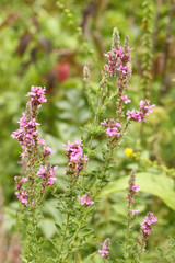 Lythrum salicaria