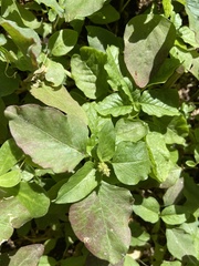 Amaranthus blitum image