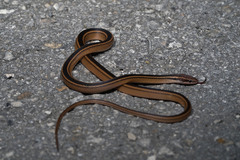 Coniophanes schmidti