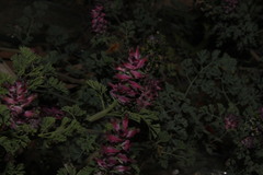 Fumaria densiflora