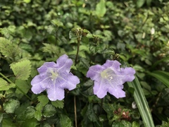 Strobilanthes rankanensis