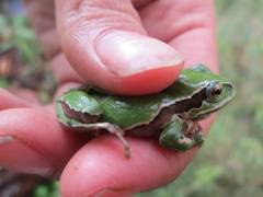 Hyla plicata