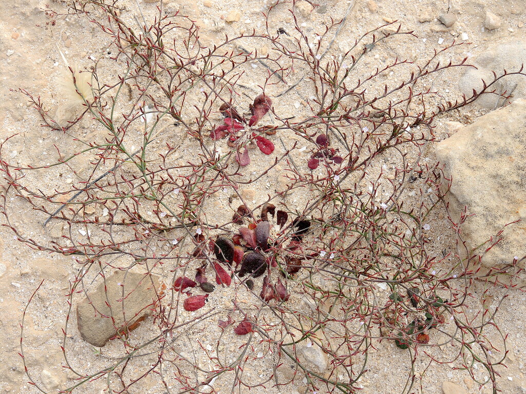 Schizhymenium