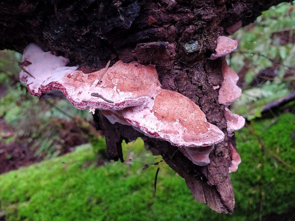 Leptoporus mollis · February 2026 · photo: © arlenedevitt (iNaturalist, cc-by)