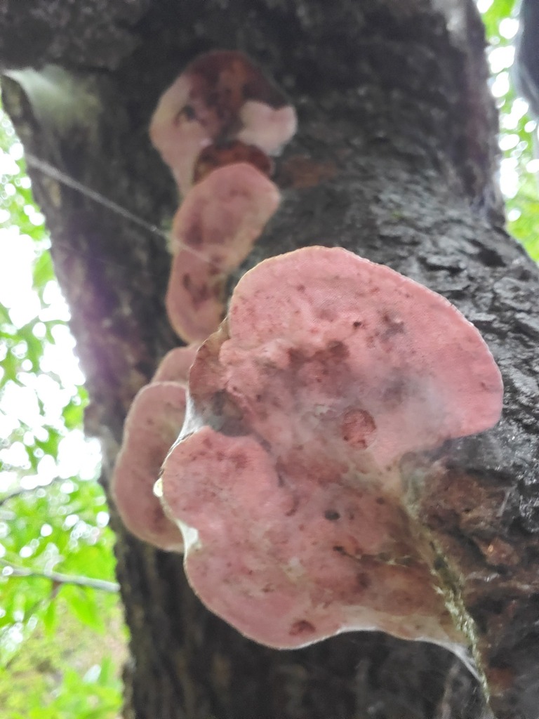 Leptoporus mollis · February 2026 · photo: © arlenedevitt (iNaturalist, cc-by)