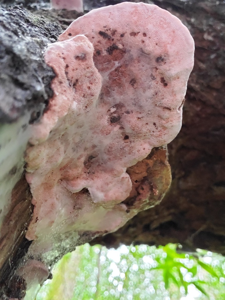 Leptoporus mollis · February 2026 · photo: © arlenedevitt (iNaturalist, cc-by)
