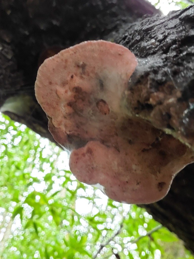 Leptoporus mollis · February 2026 · photo: © arlenedevitt (iNaturalist, cc-by)