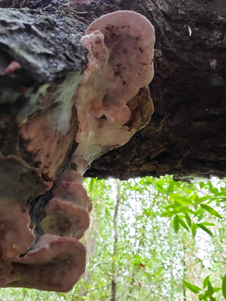 Leptoporus mollis · February 2026 · photo: © arlenedevitt (iNaturalist, cc-by)