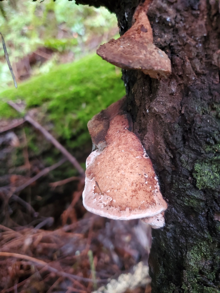 Leptoporus mollis