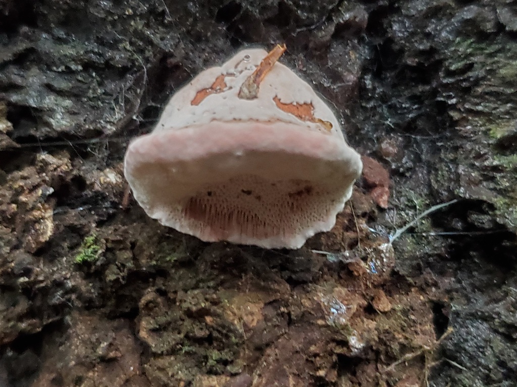 Leptoporus mollis · February 2026 · photo: © arlenedevitt (iNaturalist, cc-by)