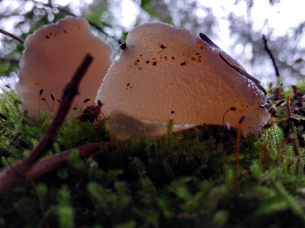 Pseudohydnum gelatinosum · February 2026 · photo: © arlenedevitt (iNaturalist, cc-by)
