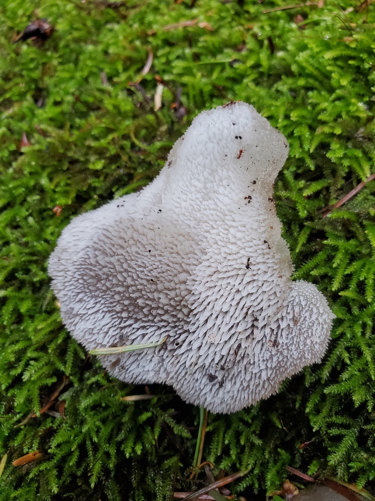 Pseudohydnum gelatinosum · February 2026 · photo: © arlenedevitt (iNaturalist, cc-by)
