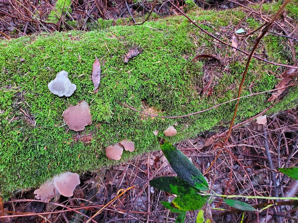 Pseudohydnum gelatinosum · February 2026 · photo: © arlenedevitt (iNaturalist, cc-by)