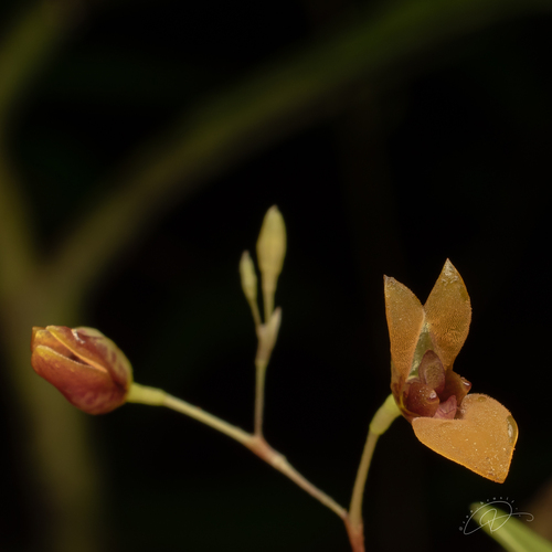 Pabstiella fusca, photograph 1