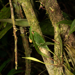 Pabstiella fusca, photograph (c) Reinaldo de Oliveira Elias, some rights reserved (CC BY)