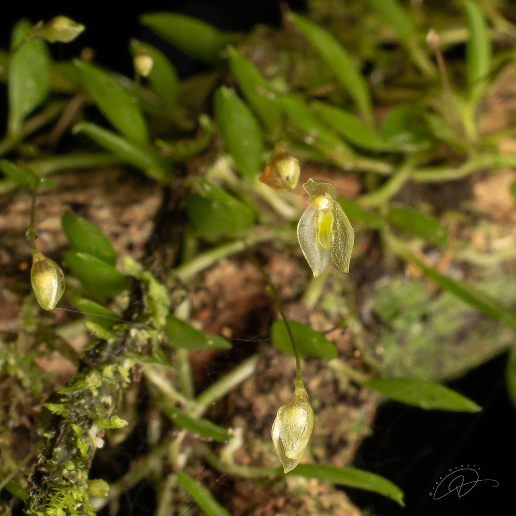 Barbosella miersii