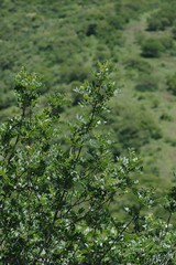 Hippobromus pauciflorus