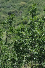 Hippobromus pauciflorus