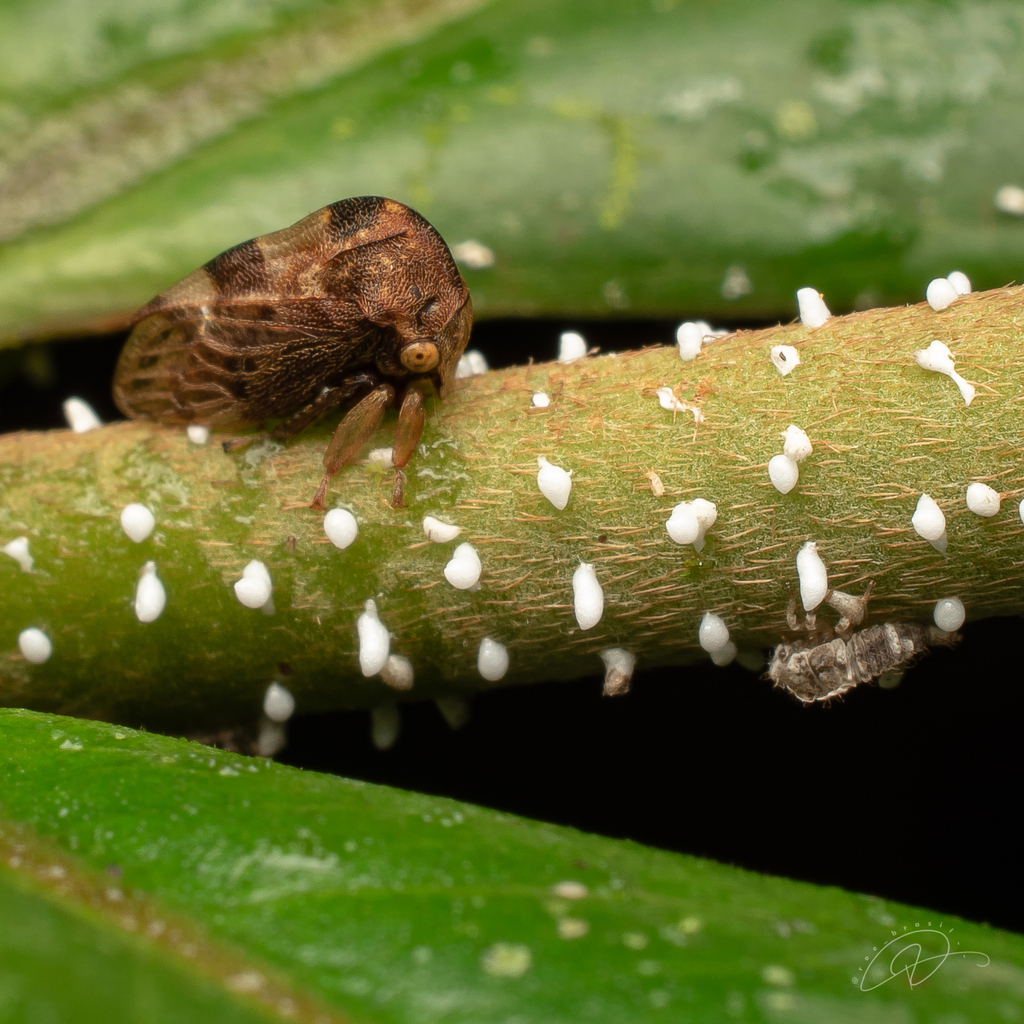 Leioscyta spiralis