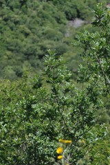 Hippobromus pauciflorus