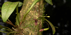 Pabstiella fusca