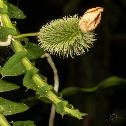 Swartz's leafystem orchid (Dichaea pendula)
