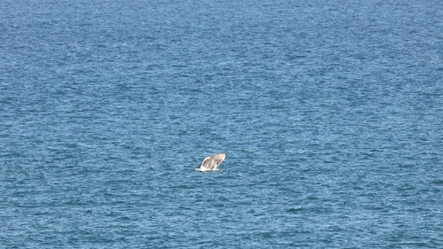 Megaptera novaeangliae kuzira