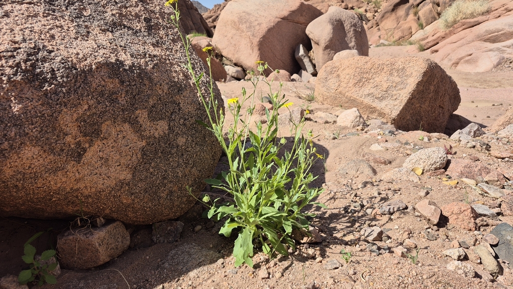 Osteospermum vaillantii; photograph (c) Mahomed Desai, some rights reserved (CC BY)