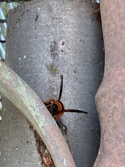 Ancistrocerus kerneri
