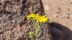 (c) Mahomed Desai, some rights reserved (CC BY) Osteospermum vaillantii, photograph (c) Mahomed Desai, some rights reserved (CC BY)