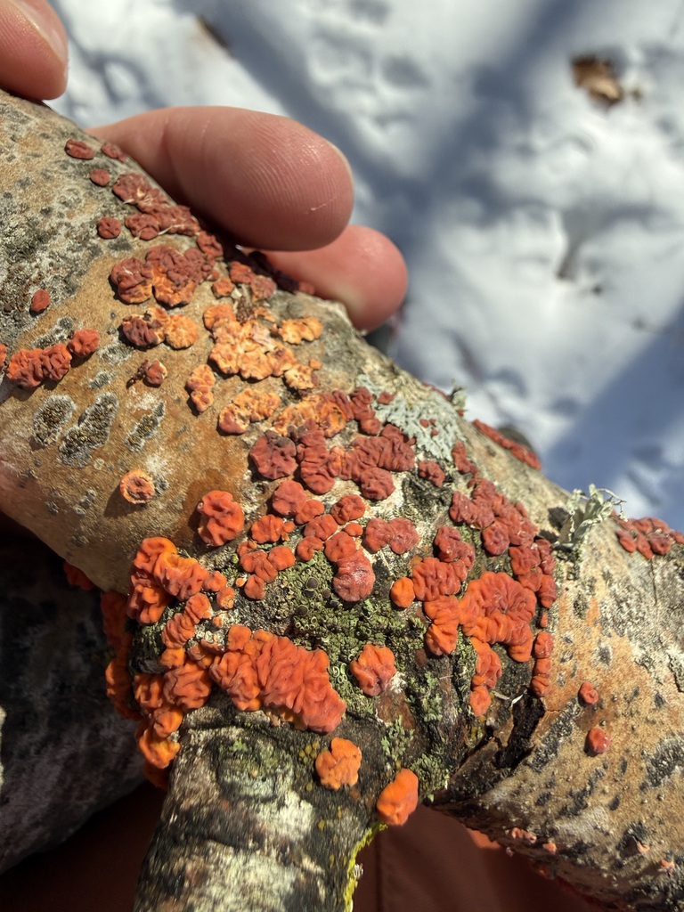 Peniophora rufa · February 2026 · photo: © tanner-lichens-shrooms (iNaturalist, cc-by)